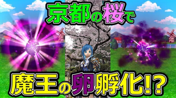 【ドラクエウォーク】京都の桜の樹の下で魔王の卵を…!?【ポートピア連続殺人事件】