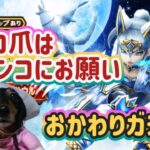 【ドラクエウォーク】【DQW】マイレージ全ブッパ！でろでろ爪でろ！ワンコ爪！おかわりガチャっ！